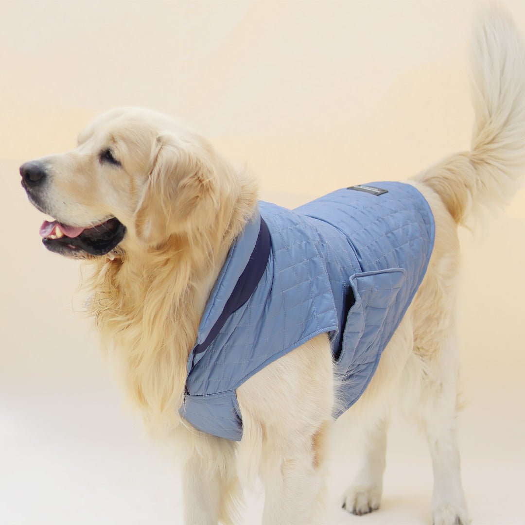 New Quilted Dog jacket Sky Blue - Image 4