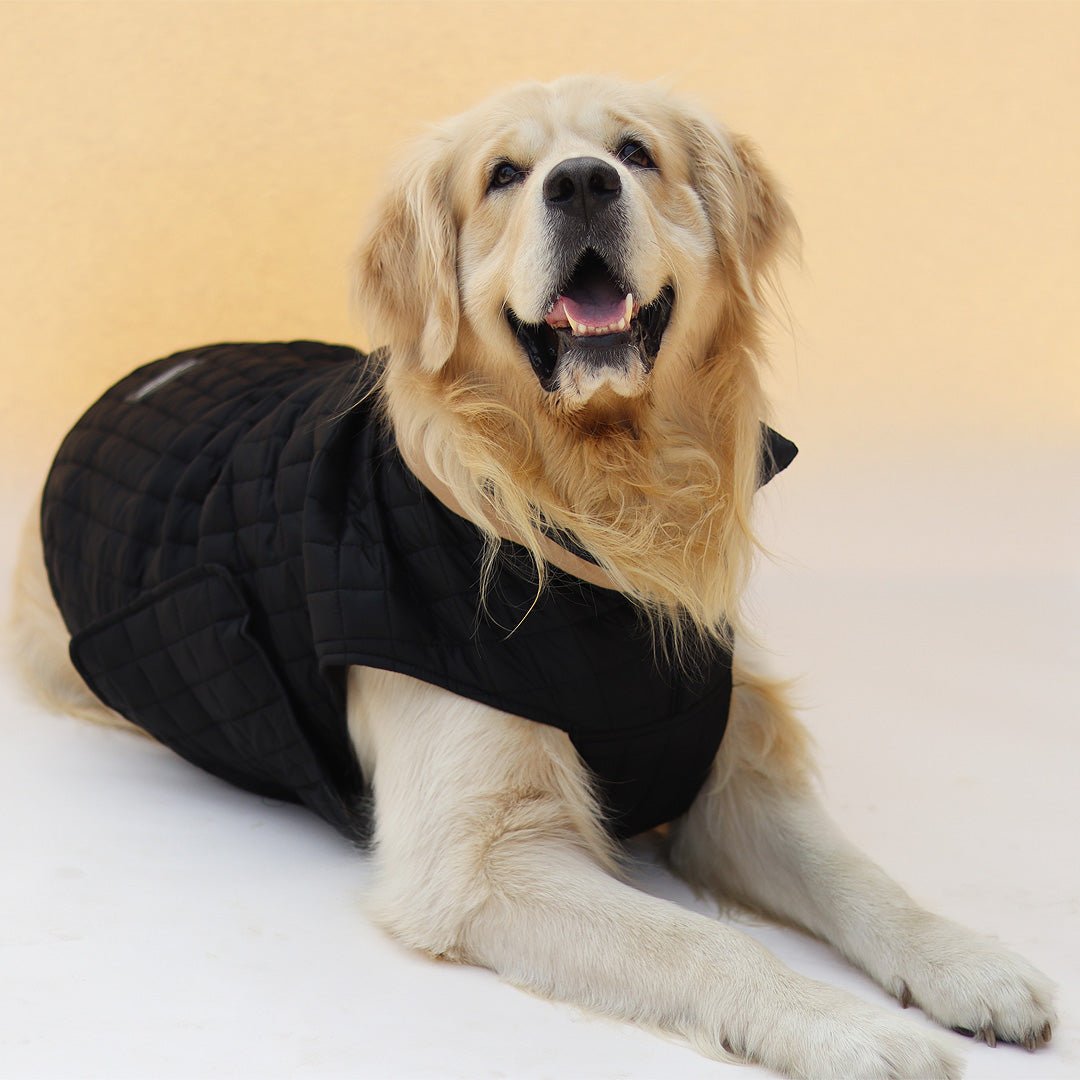 New Quilted Dog jacket black - Image 2