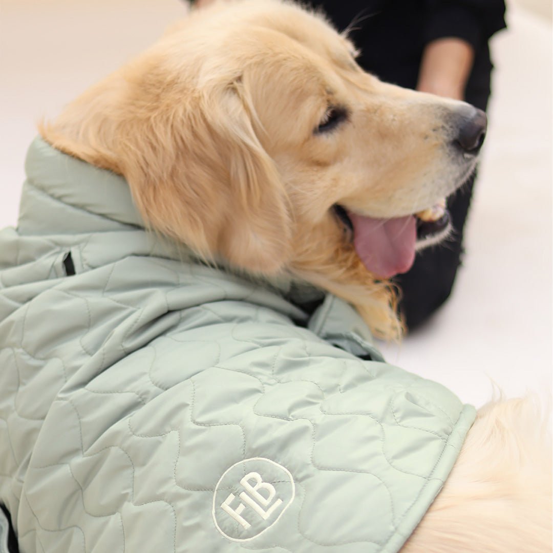 New Quilted Dog jacket Pistache - Image 3