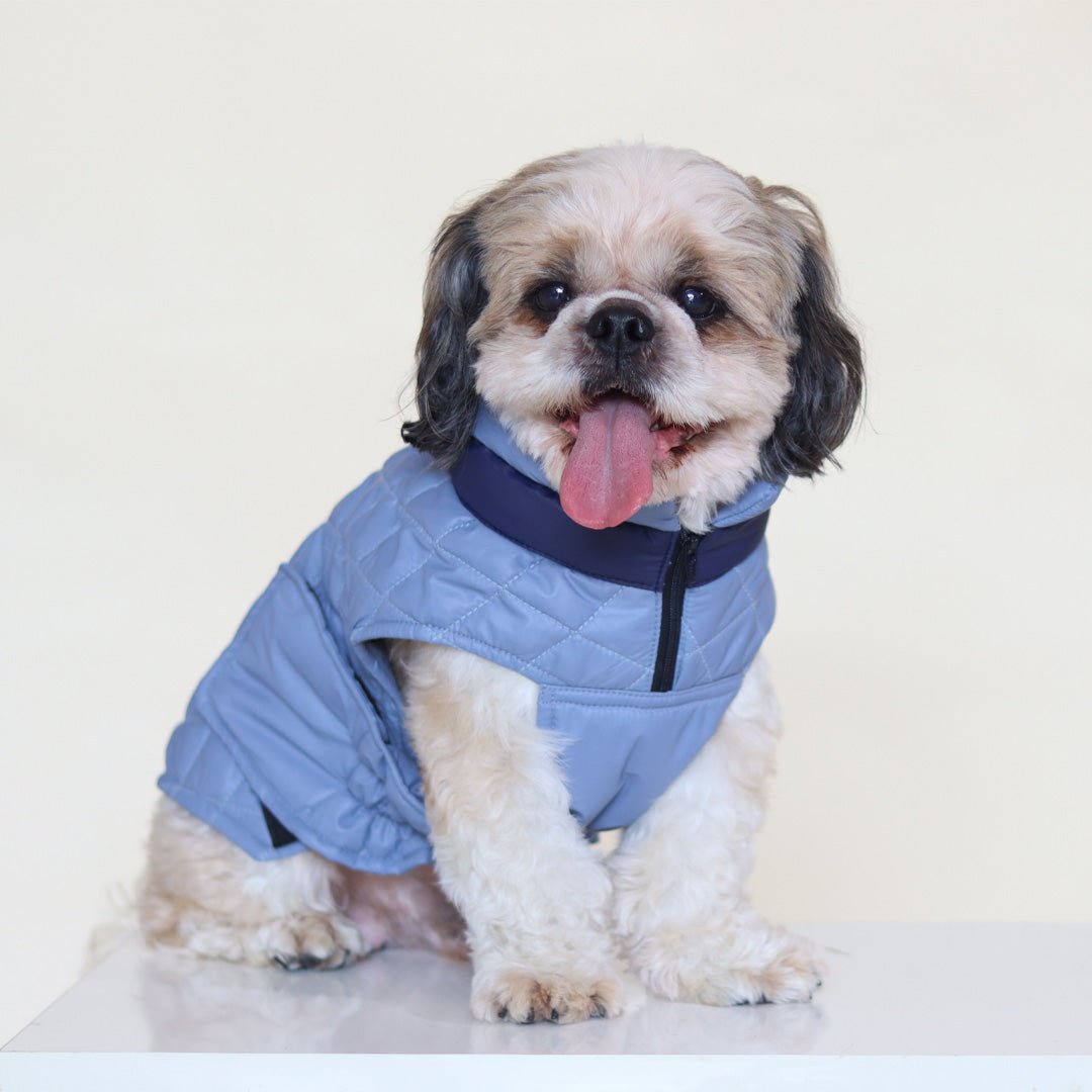 New Quilted Dog jacket Sky Blue - Image 2